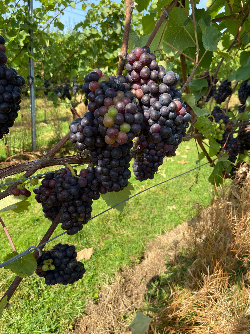 Pinot Noir grapes
